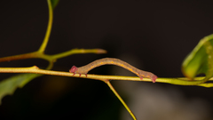 Pholodes sinistraria