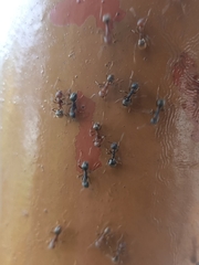 Dolichoderus thoracicus