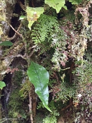 Lepisorus obscurevenolusus