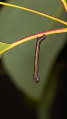 Pholodes sinistraria