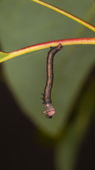 Pholodes sinistraria