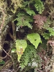 Lepisorus obscurevenolusus