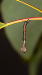 Pholodes sinistraria