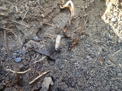 Camponotus nylanderi