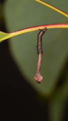 Pholodes sinistraria