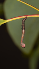 Pholodes sinistraria