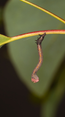 Pholodes sinistraria