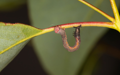 Pholodes sinistraria