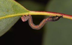 Pholodes sinistraria