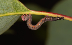 Pholodes sinistraria