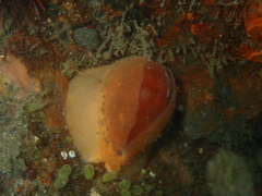 Notocypraea comptonii