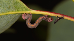 Pholodes sinistraria