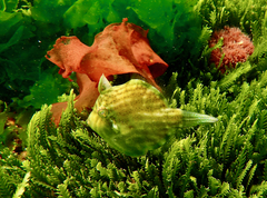 Brachaluteres jacksonianus