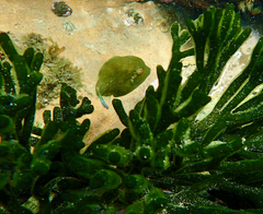 Brachaluteres jacksonianus