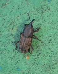 Sphenophorus