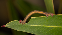 Pholodes sinistraria
