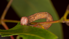 Pholodes sinistraria