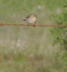 Aphelocephala leucopsis