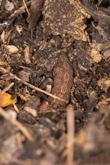 Pholodes sinistraria