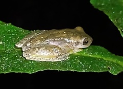 Hylinae