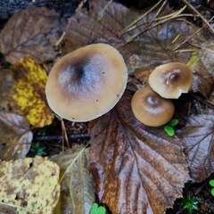 Rhodocollybia asema