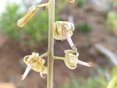 Drimia elata