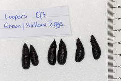 Pholodes sinistraria