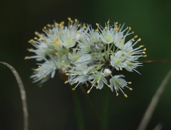 Allium ericetorum