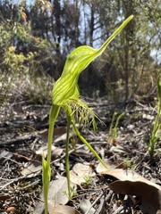Pterostylis turfosa