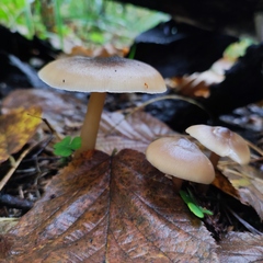 Rhodocollybia asema