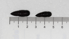 Pholodes sinistraria