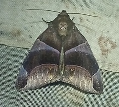Dysgonia purpurata