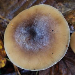 Rhodocollybia asema