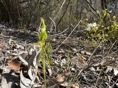 Pterostylis turfosa