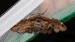 Pholodes sinistraria