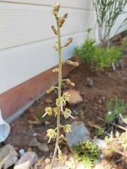 Drimia elata