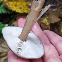Rhodocollybia asema