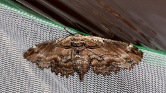 Pholodes sinistraria