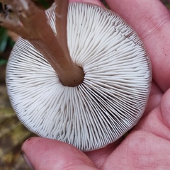 Rhodocollybia asema