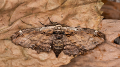 Pholodes sinistraria