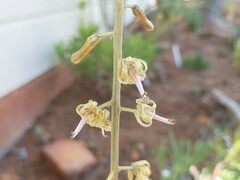 Drimia elata