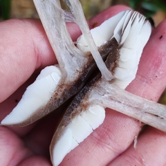 Rhodocollybia asema