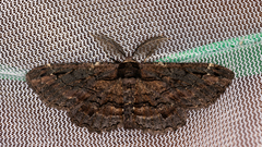 Pholodes sinistraria