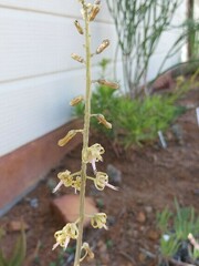 Drimia elata