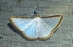 Leuciris fimbriaria
