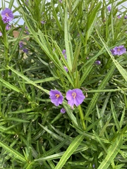 Solanum vescum