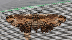 Pholodes sinistraria