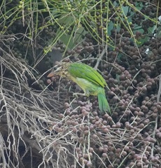 Psilopogon viridis