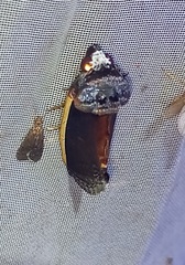 Gonodonta holosericea