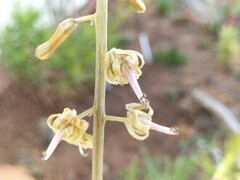 Drimia elata